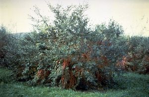 보리수나무 수형