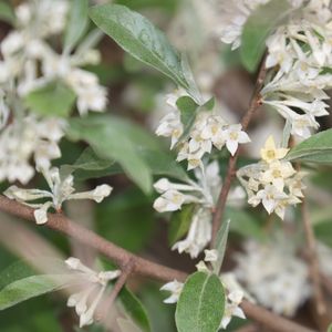 보리수나무 꽃과 봉오리