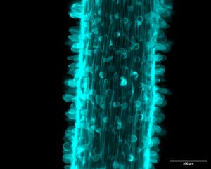 토마토 뿌리털 발달 모습(공초점 형광 현미경 이미지)