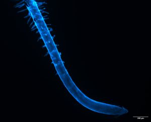 애기장대 뿌리털(공초점 형광 현미경 이미지)