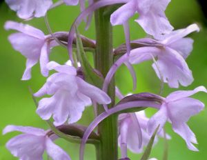 Gymnadenia conopsea 꽃과 꿀로 채워진 거