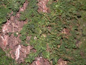 키노보리뿔이끼속은 수피 표면에 생육한다.