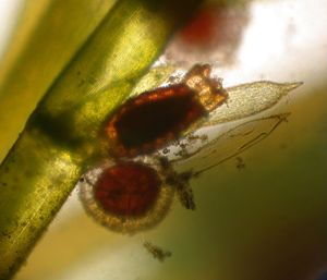 쇠뜨기말속(Chara)의 생식 구조