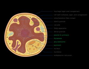 홍조류의 세포 구조