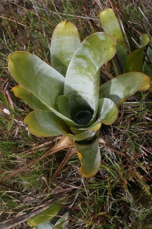 Brocchinia reducta: 식충성 브로멜리아드