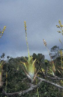 카토프시스 베르테로니아나(Catopsis berteroniana)는 잎이 모여 형성된 구조에 물을 담아 먹이를 잡는다.