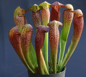 많은 Sarracenia 잡종은 기르기 쉽다.