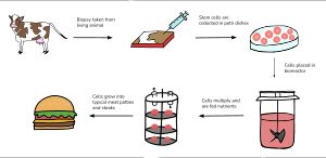 배양육 생산 과정 다이어그램.