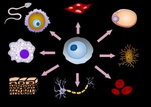 줄기 세포는 다양한 특수 세포로 분화될 수 있다.