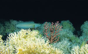 노르웨이의 냉수 산호초