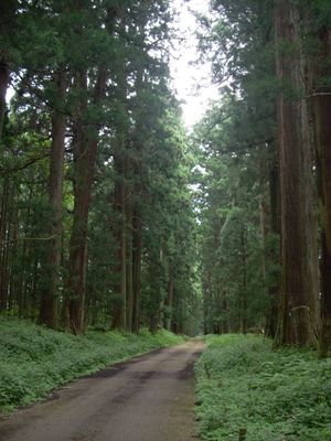 닛코 스기나미키(도치기현닛코시)