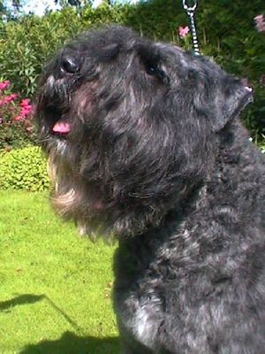 부비에 데 플랑드르