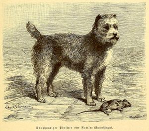 루트비히 베크만}}의 저서 Geschichte und Beschreibung der Rassen des Hundes (1895) 삽화