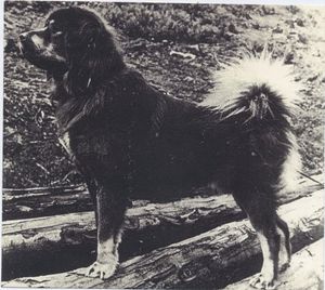 Tü-Bo의 측면 모습은 그를 인기 있는 종견으로 만든 견실함과 유형을 강조한다.