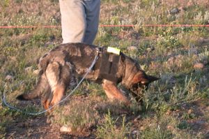 Knapweed Nightmare 유해 잡초 탐지견이 GPS 추적 하네스를 착용하고 있다.