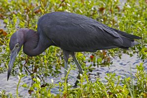 안힌가 트레일(Anhinga Trail) 근처 물에서 사냥하는 작은 푸른 해오라기