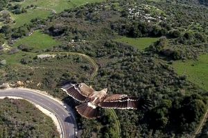 어린 흰죽지수리가 헬리콥터에서 촬영되었다. 흰죽지수리는 숲과 개활지의 경계 지역을 선호하며 먹이원이 남아 있다면 농업과 개발을 견딜 수 있다.