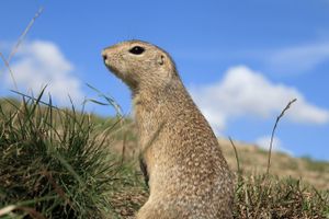 유럽땅다람쥐는 흰죽지수리의 중요한 먹이원이다.
