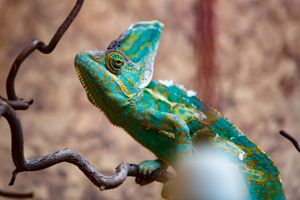 오스트리아 빈의 베일드카멜레온