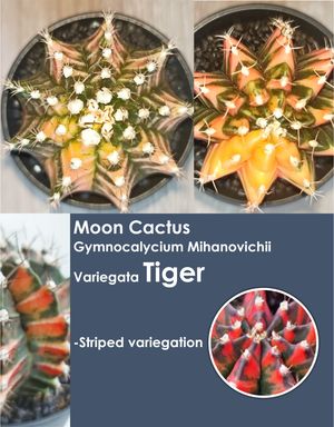 문 칵투스 김노칼리시움 미하노비치 바리에가타 타이거