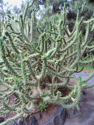 Austrocylindropuntia subulata