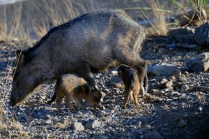 목도리 페커리와 새끼들