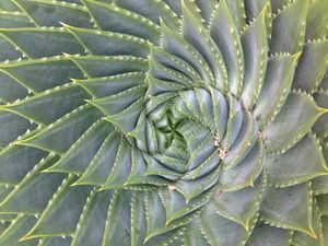 (Aloe polyphylla)의 중앙 로제트