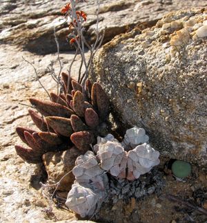 건조하고 배수가 잘 되는 토양, 바위 위에서 자라는 Adromischus marianae, Crassula deceptor, Conophytum 등의 다육 식물