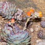 에케베리아 데렌베르기