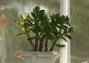 CAM은 돌나물과에 속하는 돈나무에서 이름을 따왔다.