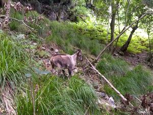 테이블 마운틴의 스켈레톤 협곡에 있는 히말라야 타르.