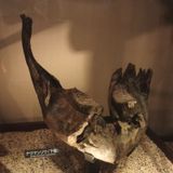 공사 중 출토된 나우만 코끼리 화석 일부 (국립과학박물관 소장)