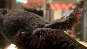 아홀로틀의 아가미