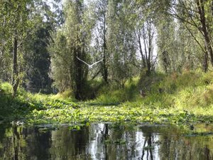 소치밀코 호수는 아홀로틀의 유일한 자생지이다.