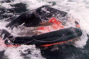 1994년 발트해에서 침몰한 MS 에스토니아호의 구명 뗏목