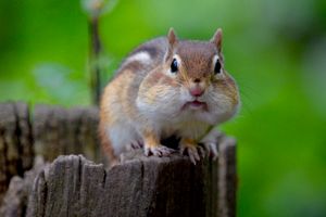 음식을 저장하기 위해 뺨주머니를 사용하는 동부 칩멍크