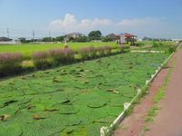 가시연꽃 자생지