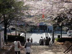 도내 유수의 벚꽃 명소로 알려져 있다