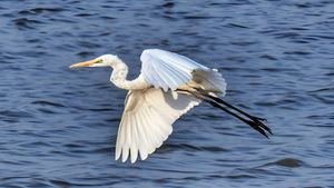 동부 중대백로, 비번식 깃털