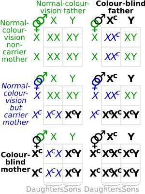 색각의 유전적 조합과 결과의 확률을 보여주는 차트