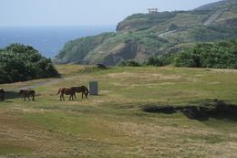 요나구니섬을 대표하는 히가시자키의 경관. 요나구니말이 점재해 있다.