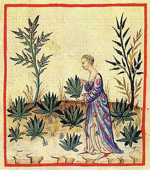 이븐 시나(11세기)의 양생서(Taqwim al‑sihha)를 바탕으로 유럽에서 제작된 사본 『건강 전서』의 "상추". 대부분 항목은 식사에 관한 내용이다.