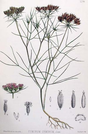 Cuminum cyminum Linn