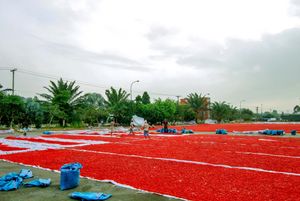 베트남에서 상업적으로 건조되는 고추