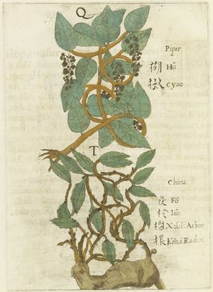 미카엘 보임의 (1656) 플로라 시넨시스에 수록된 hújiāo 胡椒 "검은 후추, 후추" 와 fúlíng 茯苓 "울피포리아 익스텐사, 복령"의 삽화.