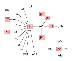 인테그린 αβ의 조합