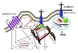 인테그린과 G 단백질 결합 수용체(GPCR)의 신호 전달 모델