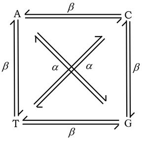 전이 (알파) 및 전좌 (베타).