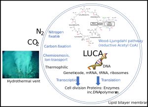LUCA 시스템 및 환경. 우드–융달 경로를 이용한 탄소 고정, 유전 암호와 DNA 복제, RNA 전사, 단백질 번역 효소를 갖춘 DNA를 포함한다.