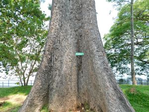 인도 코둥갈루르에 있는 거대한 붉은 면화 나무